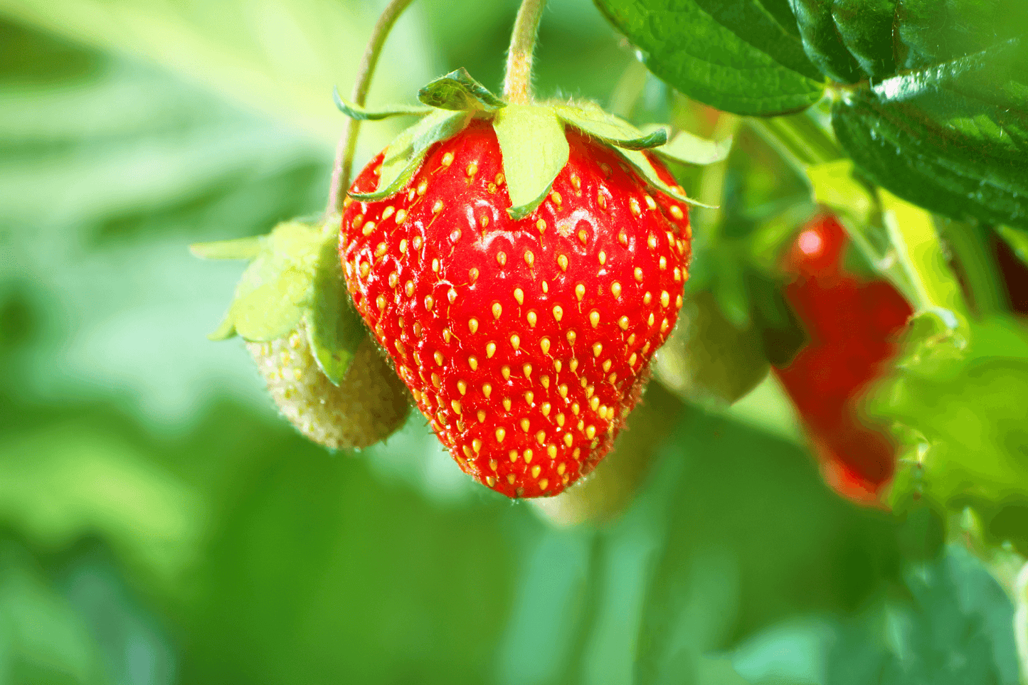 Strawberry Moisturizing Bar Soap